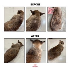 Canaan Anipro Sulphur Cat Shampoo for Dermatitis Issue - 500ml