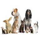 Pets Food & Supplies