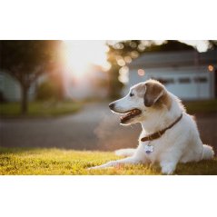 Gdeal 5M Hyena Belt Scalable Pet Leash Extending Leads (Red - White)