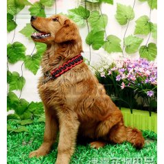 Gdeal Strong Rope Leashes Nylon Rope Pet Dog Collar Chain (3 Colors)Gdeal Strong Rope Leashes Nylon Rope Pet Dog Collar Chain (3 Colors)